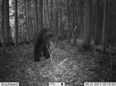 медведь в кадре фотоловушки (ночная съемка)