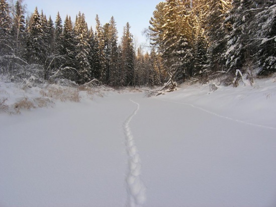 Зимние маршрутные учеты - 2012
