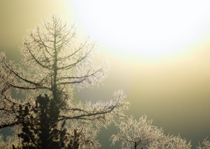 В лучах зимнего солнца. фото Т.Бульонкова.jpg