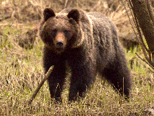 медведь на берегу реки Нёгусъях