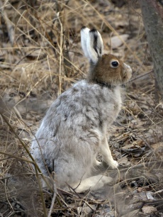 Майский заяц (фото Стрельникова Е.Г.)