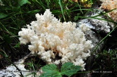 гриб ежовик коралловидный