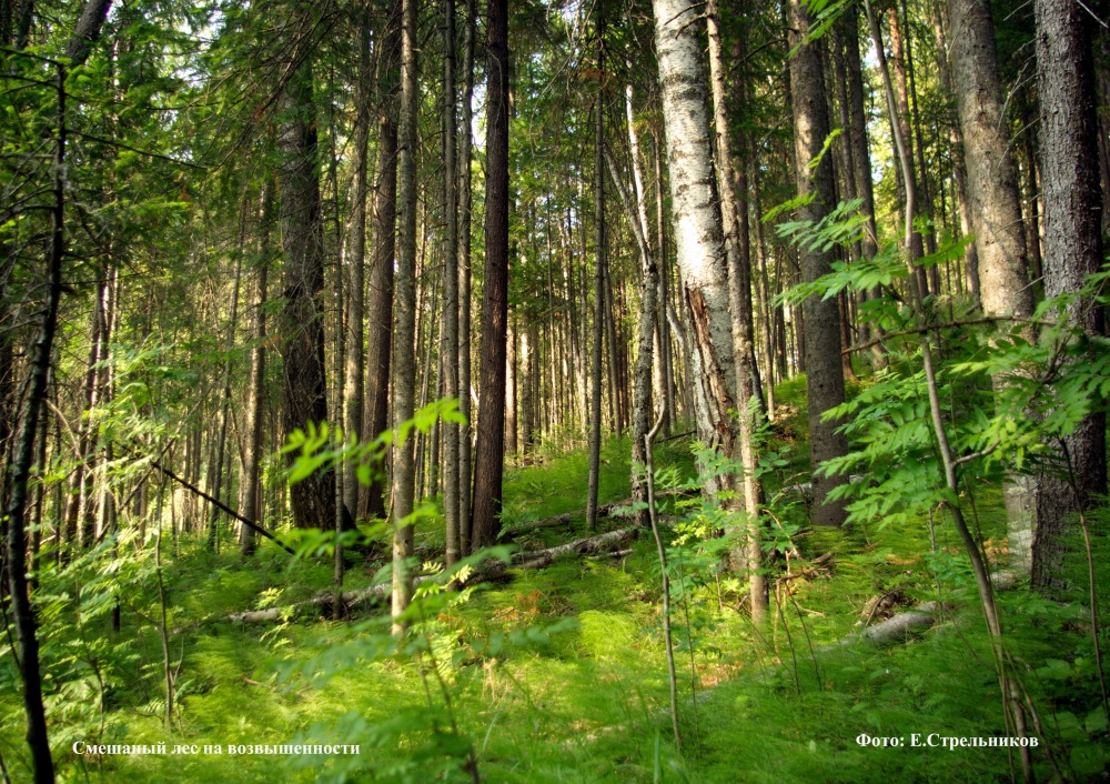 Растительные сообщества видео. Юганский заповедник лес. Берёзово-Пихтовый лес. Юганский заповедник ХМАО.