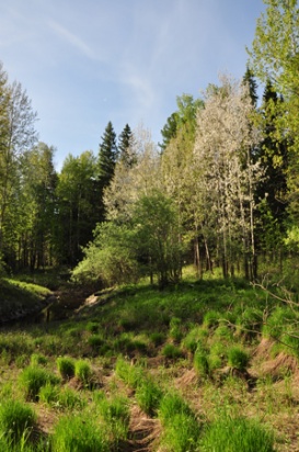 Река Негусъях. Полевые (11.07-16.07.2013 г.).