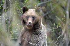 Медведь серебристый (фото Стрельникова Е.Г.)