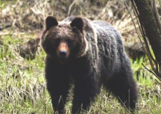 Медведь. Фото: Е.Стрельников