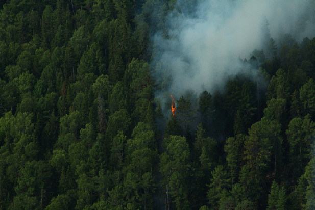В заповеднике обнаружены лесные пожары