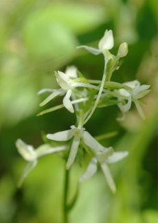 Орхидея любка двулистная. Фото: Е.Стрельников