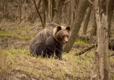 Медведь задумчивый (фото Стрельникова Е.Г.)