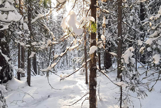зимний лес.jpg