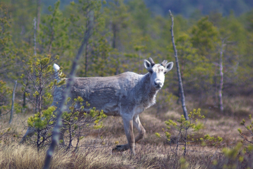 Северного оленя можно встретить и в национальном парке Шотландии Кэрнгормз и в заповеднике Юганском