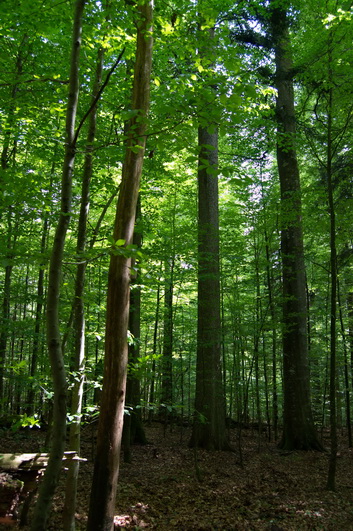 Трехсотлетний буковый лес. Баварский Лес.jpg