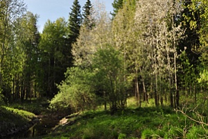 Река Негусъях. Полевые (11.07-16.07.2013 г.)